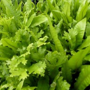 Asplenium scolopendrium 'Cristatum', Tongvaren