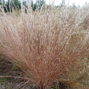 Schizachirium scoparium, Klein prairiegras