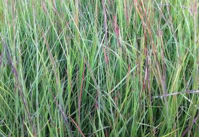 Schizachyrium scoparium 'Standing Ovation', Klein prairiegras