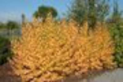 Cornus sang. 'Midwinter Fire', 50-60 7.5L Kornoelje