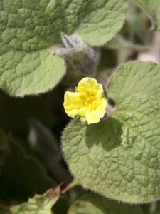 Saruma Henryi 