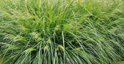 Deschampsia cespitosa 'Palava', Smele