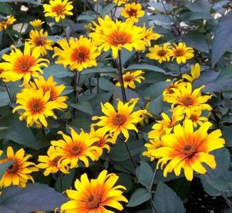Heliopsis helianthoides var. scabra 'Burning Hearts', Zonneoog