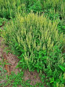 Teucrium scorodonia