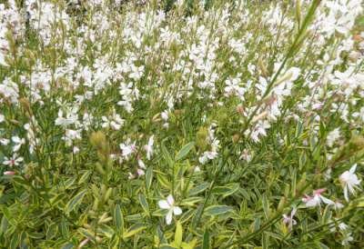 Gaura lindheimeri 'Corrie's Gold', Prachtkaars