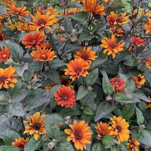 Heliopsis helianthoides var. scabra 'Bleeding Hearts', Zonneoog
