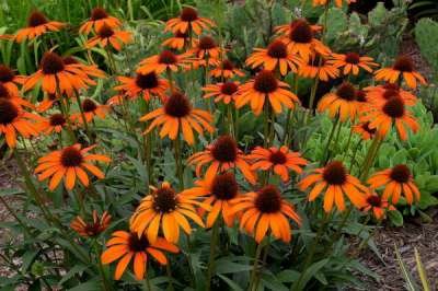 Echinacea 'Tiki Torch', ® zonnehoed