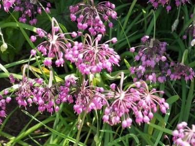 Allium cernuum, Sierui