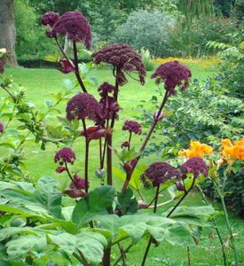 Angelica gigas, Engelenwortel