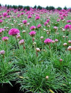 Armeria maritima 'Dusseldorfer Stolz', Engels gras