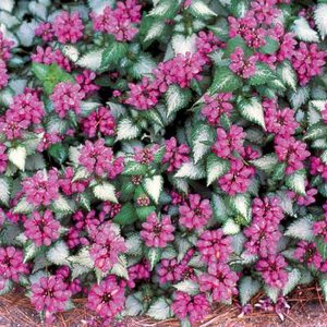 Lamium maculatum 'Purple Dragon', Dovenetel