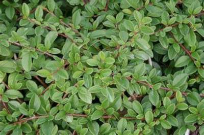 Cotoneaster dammeri 'Major' P9, Dwergmispel