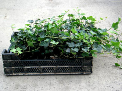 Hedera helix 'Hibernica' 1.5L, klimop 60-80cm