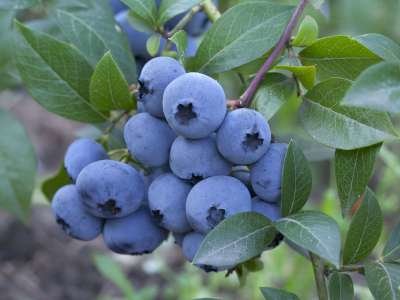 Vaccinium cor. 'Bluejay' 3L, 30-40 Blauwe bes