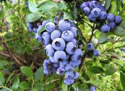 Vaccinium cor. 'Elliot' 3L, 30-40 Blauwe bes