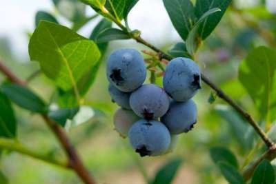 Vaccinium cor. 'Brigitta Blue', 30-40 3L, Blauwe bes