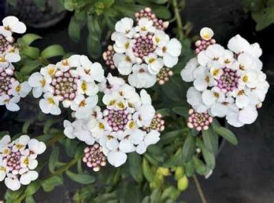 Iberis sempervirens 'Masterpiece', Scheefkelk, Scheefbloem