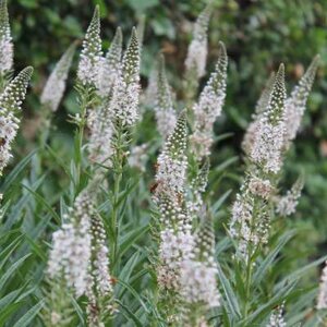 Lysimachia ephemerum, Penningkruid