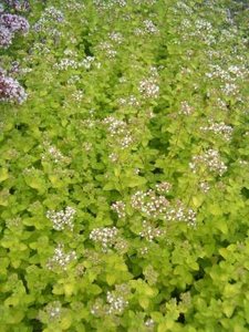 Origanum vulgare 'Aureum', Marjolein, Oregano