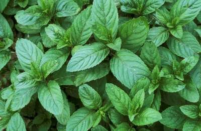 Mentha piperita, Munt