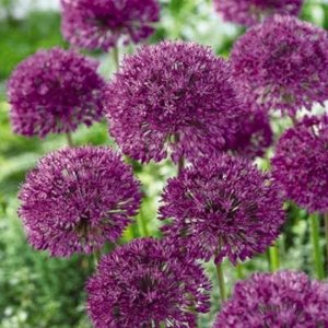 Allium aflatunense 'Purple Sensation', Sierui