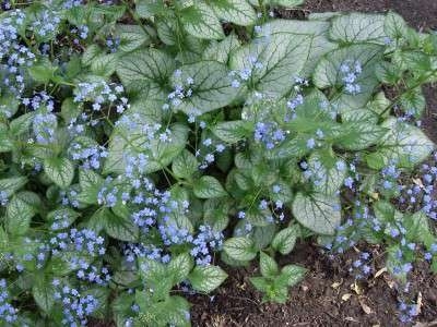 Brunnera macrophylla 'Jack Frost', ® Kaukasisch vergeet mij nietje