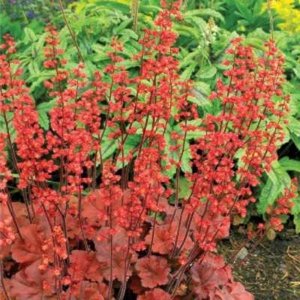 Heuchera 'Cherry Cola', ® Purperklokje
