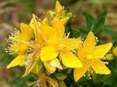 Hypericum perforatum, Hertshooi