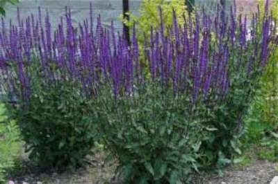 Salvia nemorosa 'Caradonna' P9, siersalie