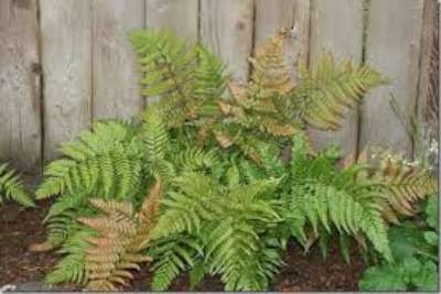 Dryopteris erythrosora, Herfstvaren