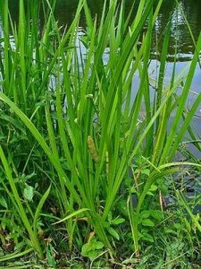 Acorus calamus, Kalmoes