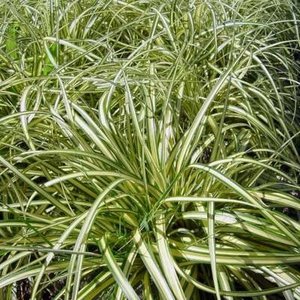 Carex ornithopoda 'Variegata', Zegge