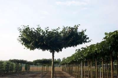 Carpinus betulus, 16/18 Draadkluit, Dakvorm haagbeuk met rek