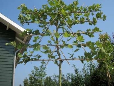 Platanus acerifolia, 14/16 Draadkluit, Lei-Plataan voorgeleid met rek