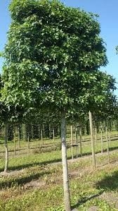 Liquidambar styr. 'Worplesdon', 12/14 Draadkluit, Lei-Amberboom met scherm