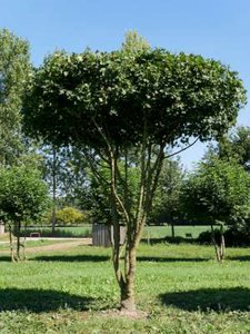 Acer campestre, 250/300 cm Pot, meerstammig, Veldesdoorn