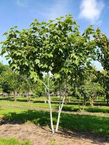 Acer davidii, 150/175 cm 45L, meerstammig