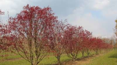 Acer palm. 'Fireglow', 250/300 cm 130L, meerstammig