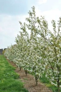 Amelanchier 'Ballerina', 200/250 cm 20L, meerstammig, Krentenboom