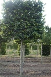 Fagus sylvatica, 16/18 Draadkluit, Schermvormige beuk voorgeleid met rek