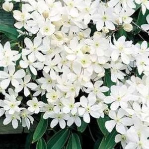 Clematis armandii, Bosrank