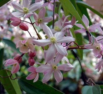 Clematis arm. 'Apple Blossom', Bosrank