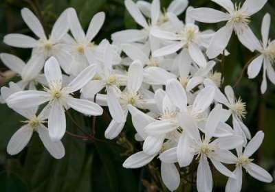 Clematis arm. 'Snowdrift', Bosrank