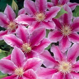 Clematis 'Dr Ruppel', Bosrank