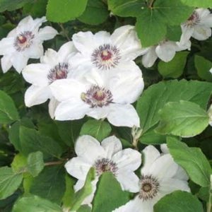 Clematis 'Miss Bateman', Bosrank