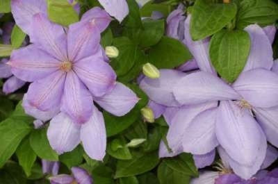 Clematis 'Mrs Cholmondeley', Bosrank