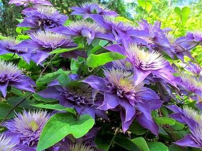 Clematis 'Multi Blue', Bosrank