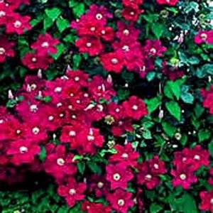 Clematis 'Rouge Cardinal', Bosrank