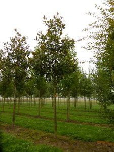 Magnolia grand. 'Galissonière', 8/10 35L, beverboom