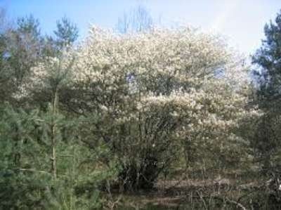 Amelanchier lamarckii, 3L, Krentenboompje